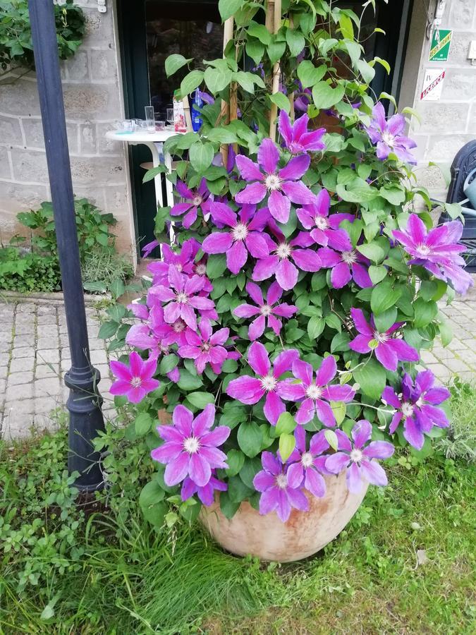 La Mirabelle-casteil Country House Affittacamere Esterno foto